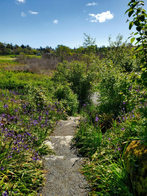 Stone steps on nature trail, lined with purple camas wildflowers & Garry oak trees. Marsh & wetlands are in the background.