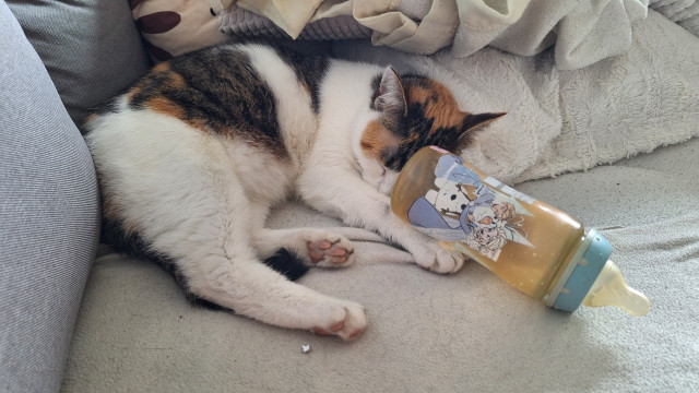 Cat asleep on cushions with an empty milkbottle seemingly just having slipped from her paw. 