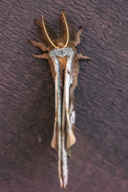 Photograph of a large moth clinging to a vertical beam that is painted brown. An ID app suggests it is Antheraea polyphemus or the Polyphemus moth) with an average wingspan of 6 inches. The moth has large, tear-drop shaped, brownw antennae and a large body and legs covered by long brown hairs. Its wings are patterned and scalloped with grey and brown and it has a large brown "eye" on its outer wing that is surrounded by a narrow circle of light tan.
