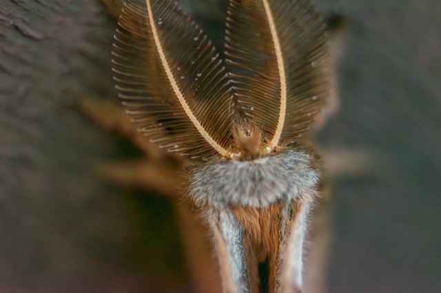 Closeup photograph of a large moth's antennae and tufted head. An ID app suggests it is Antheraea polyphemus or the Polyphemus moth) with an average wingspan of 6 inches. The moth has large, tear-drop shaped, brownw antennae and a large body and legs covered by long brown hairs. Its wings are patterned and scalloped with grey and brown and it has a large brown "eye" on its outer wing that is surrounded by a narrow circle of light tan.