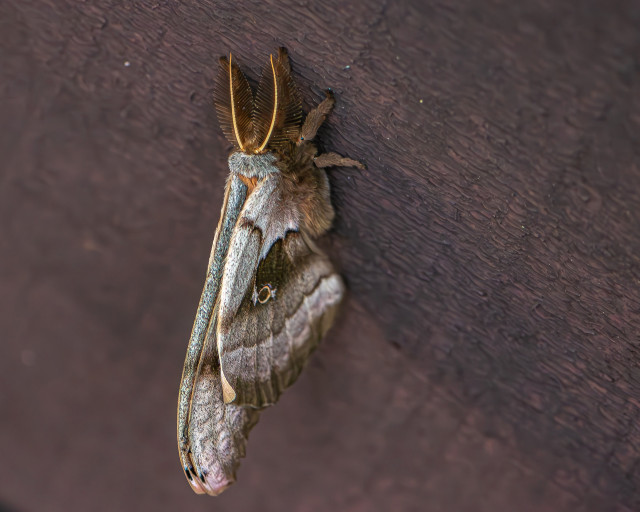 Photograph of a large moth clinging to a vertical beam that is painted brown. An ID app suggests it is Antheraea polyphemus or the Polyphemus moth) with an average wingspan of 6 inches. The moth has large, tear-drop shaped, brownw antennae and a large body and legs covered by long brown hairs. Its wings are patterned and scalloped with grey and brown and it has a large brown "eye" on its outer wing that is surrounded by a narrow circle of light tan.