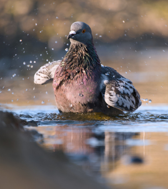 A pigeon in the shallow part of a lake, taking a bath, kind of elegantly.
