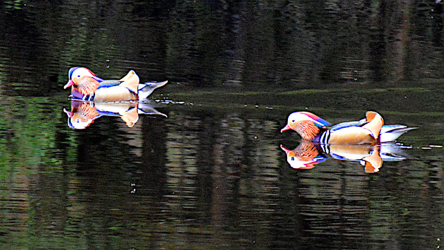 Two brightly coloured ducks floating on a big pond.