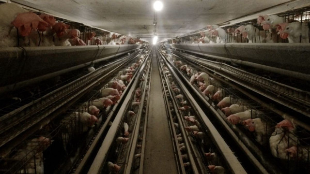 Egg farms confine thousands of hens at a time in filthy and overcrowded battery cages.