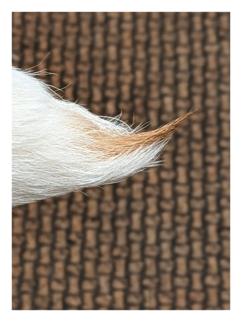 high-angle close-up. the tip of the clipped tail of a terrier with white coat. a bit of rust brown hair at the very end. the background is a beige and black-patterned rug, out of focus.