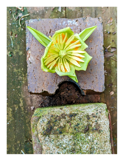 overhead view of a tuliptree blossom, placed in the core of a red brick half. another brick with mortar appears below it. both are lying on a weathered board.