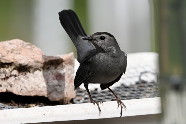 A very dark grey catbird with pitch black eyes 
