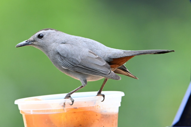 A more typical grey catbird perched on a shallow cup containing oranges. Its under tail orange can be seen. 
