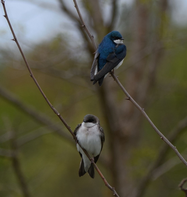 Male and female Tree Swallow perched on parallel, bare, twigs. Male sits on the top branch with its back toward the camera, bright blue back and head with black wings and white neck and underside. Female sits on lower branch facing the camera, white underside and chest with brown head and wings.