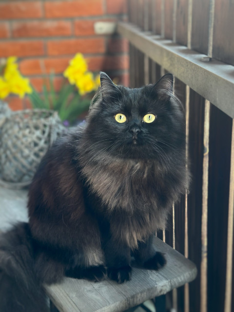 En långhårig svart katt med halskrage och gula ögon