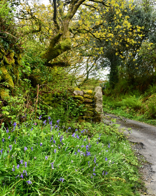 Bluebells on a verge which rises up a narrow lane