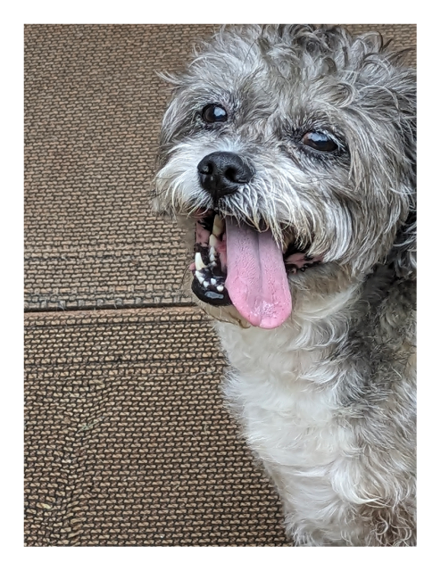 high angle, close-up view of a small dog with curly, gray fur and white markings. he's panting, tongue hanging out the side of his mouth. the background is beige and black rugs.