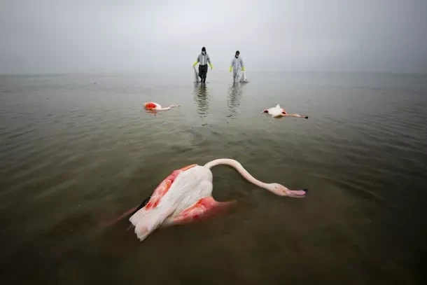 "These photos serve as a reminder to pay more attention to our surroundings and underlines how the death of an ecosystem is as tragic as the death of humans."
Mehdi Mohebbipour Photographer

Mehdi Mohebipour was born in 1982 in Northern Iran. He has been a professional photographer for 8 years.
