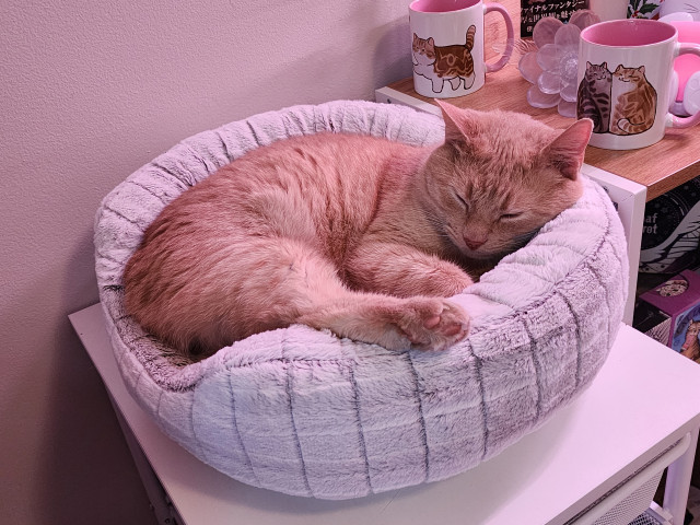 Bobby, an orange tabby cat, is sleeping in a white fuzzy cat bed on top of a dresser. He is mostly curled up except for one hind leg sticking out over the cat bed.