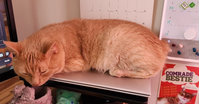 Bobby, an orange tabby cat, is asleep on top of a closed laptop on top of Calae's desk. He snoozes blissfully unaware he is sleeping on expensive technology.