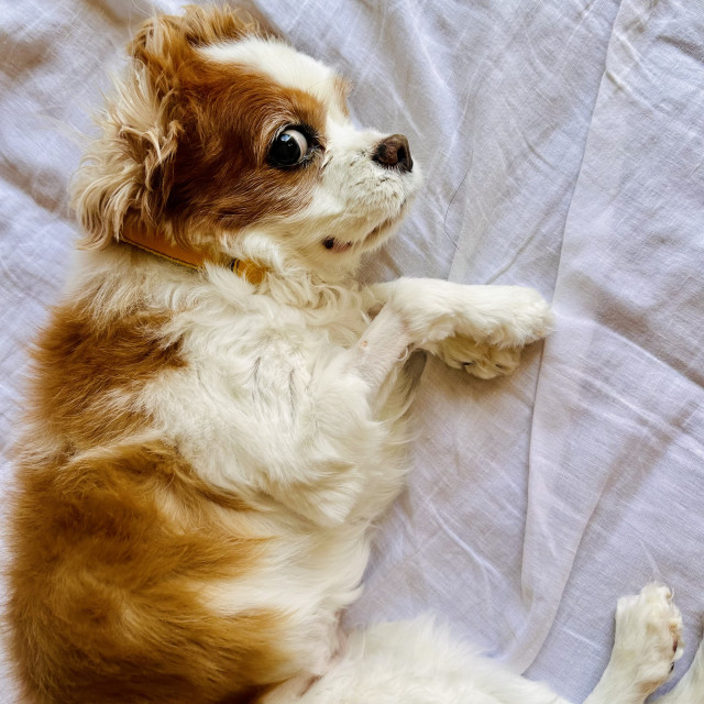 A Cavalier King Charles spaniel rolling about in a bed 