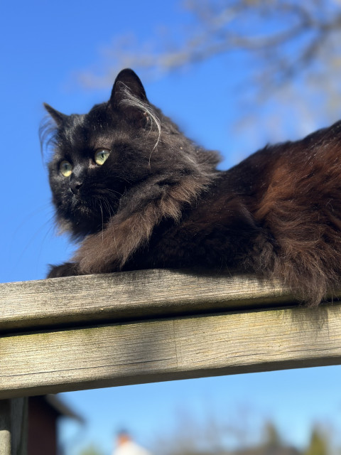 En svart katt med gula ögon ligger på ett träräcke