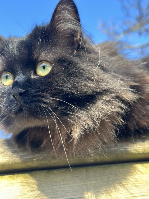 En svart katt med gula ögon i närbild 