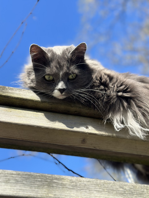 En grå och vit långhårig katt ligger på ett träräcke framför en klarblå himmel