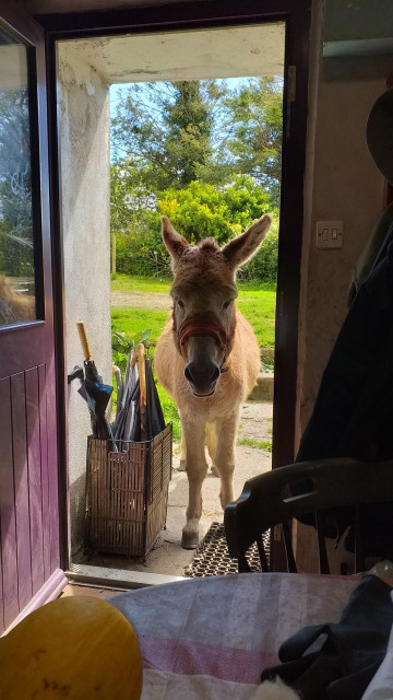 Donkey in doorway.