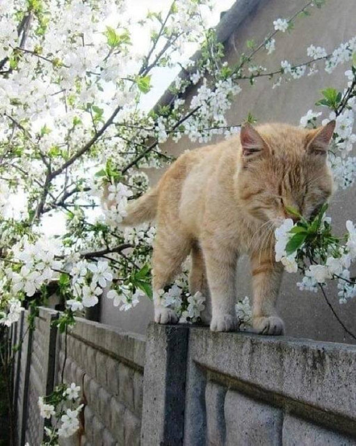 Kitty on a fence smelling flowers. This kitty got her taxes done after filing an extension 