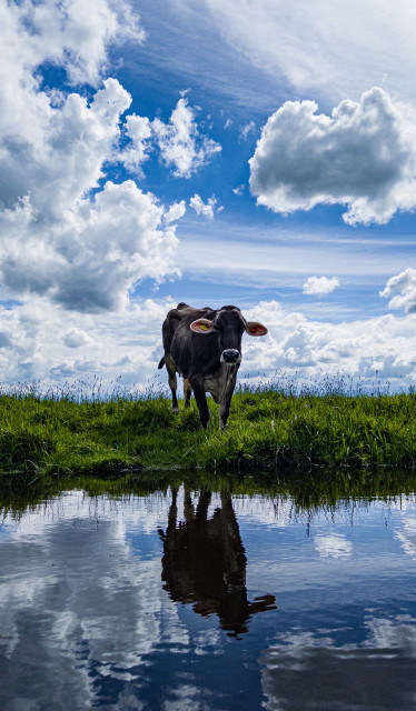 A cow standing on the edge of a small river looking at the camera. The cow and the partly cloudy sky above are reflected in the water below.