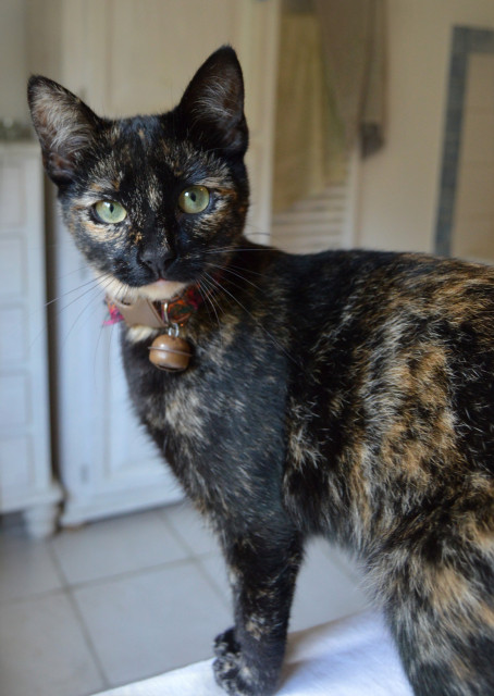A young tortoiseshell cat, standing on a white surface. Her eyes are green, her fur mostly black with small ginger and white splotches. Her chin and chest have a white bib. She wears a ginger floral fabric collar with a brown buckle and bell. Behind her are some white cabinets, and a white tiled floor.