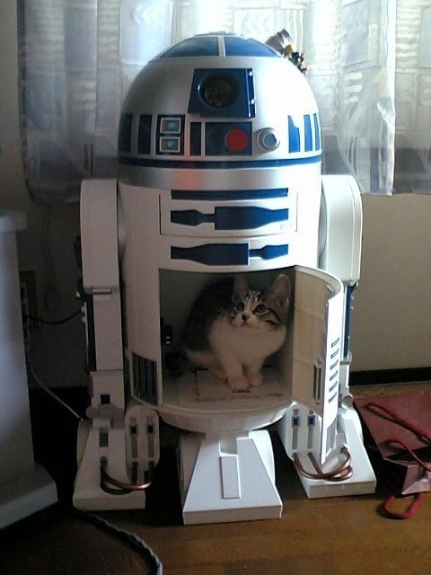 R2D2 with its stomach gate open, and a cute little white and grey tabby looking out from robot's tummy adorably
