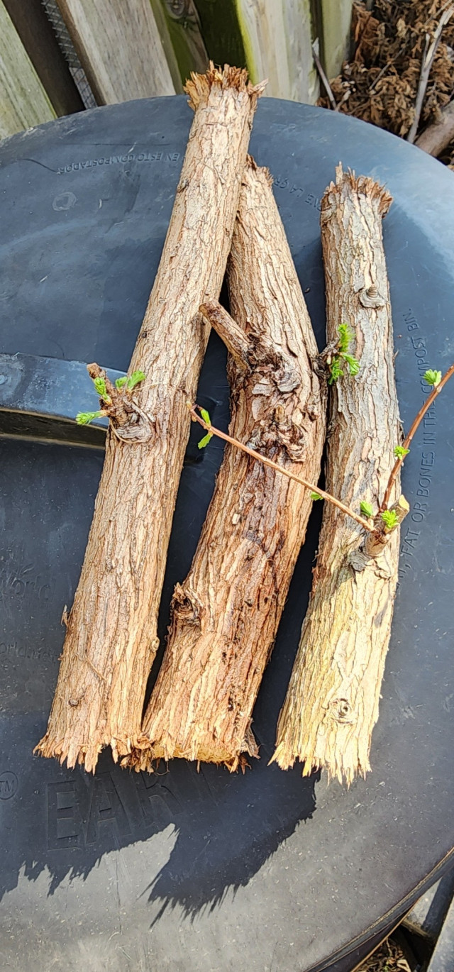 Photo of 3 roughly 30cm cuttings of dawn redwood (Metasequoia glyptostroboides) branches that were limbed last fall are budding this spring. Each is maybe 4cm diameter. They were lying in a pile of other branches all winter.