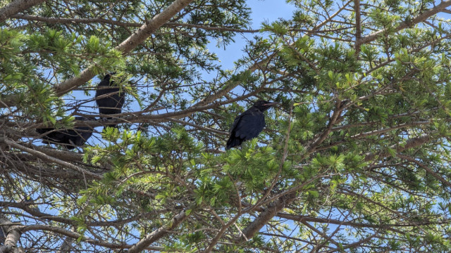 Three fledgling crows on a tree