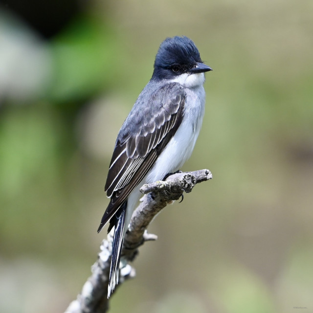 An Eastern kingbird per check on a branch. The bird has a dark blue head with a white throat, breast and belly. Its wings fade from dark blue at the top to black with white bars. The background is out of focus.