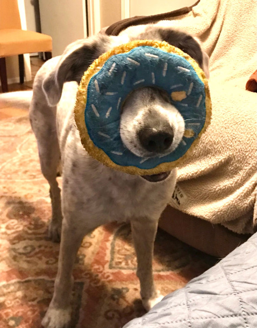 A white and gray dog is holding a squeaky toy shaped like a doughnut covered in icing and sprinkles. She is hold it so that her nose is poking through the doughnut hole and it is blocking her eyes. 
