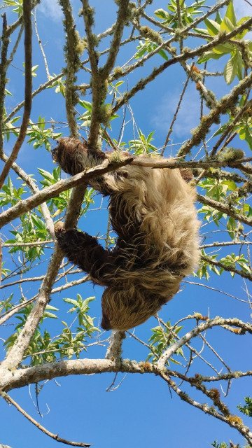 A beige and brown sloth hangs upside down from a tree.