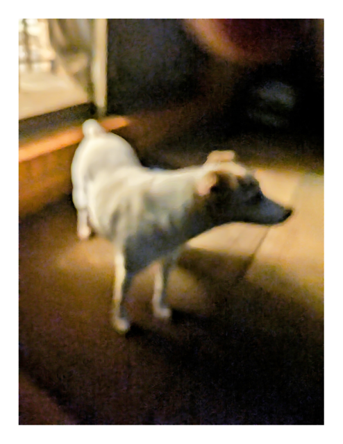 night. side view. soft focus. light through a glass back door. a small terrier with white fur and brown markings stands on rug on a cement porch, looking out into the unseen yard. 