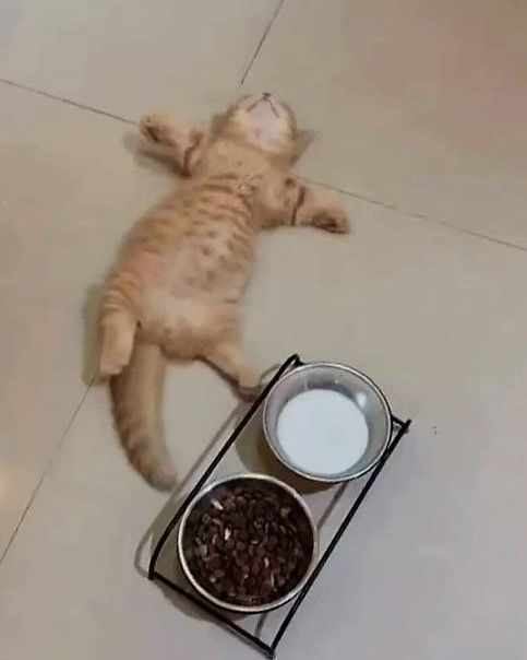A Picture, featuring a kitty, that's probably tired, lying upside down on the floor, close to two plates containing milk and food. The kitty is as stretched as they can be, with their head staring away from the camera, and their paws extended as far as they could go to. I can relate to this kitty.