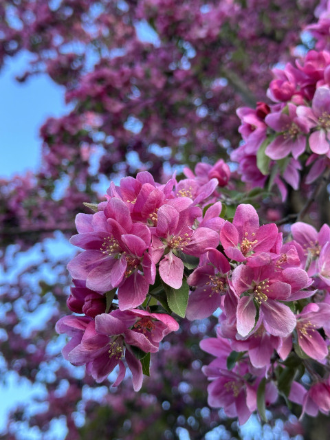 An apple tree, heavy with large, multihued, pink blossoms. A blue sky is the background for the flowers in this photo.
