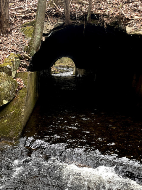 Photo is looking into an 8 foot high, approximately 100 foot long metal culvert that was built under a road to accommodate brook water rushing through it. On the top of the culvert are trees, leaves, roots and other growth. The inside of the culvert is very dark but at its far end opens up to show upstream brook water and parts of a forest on either side.