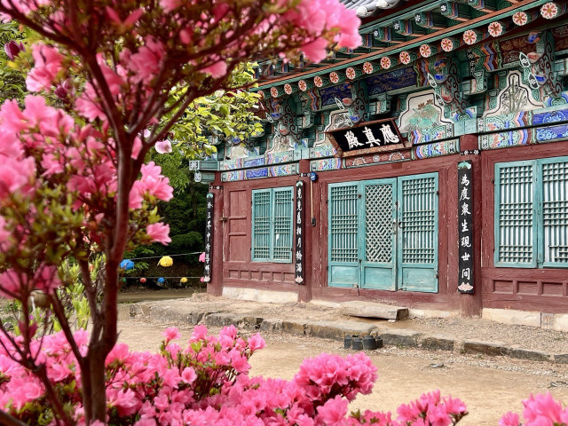 A Buddhist temple shrine hall covered with elaborate wood carvings, carved wooden lattice windows and painted in sunbleached shades of turquoise, vermillion and green. In the foreground is an eye-popping display of deep pink azalea blooms. Location: Magoksa Temple in Gongju, Chungnam Province. 