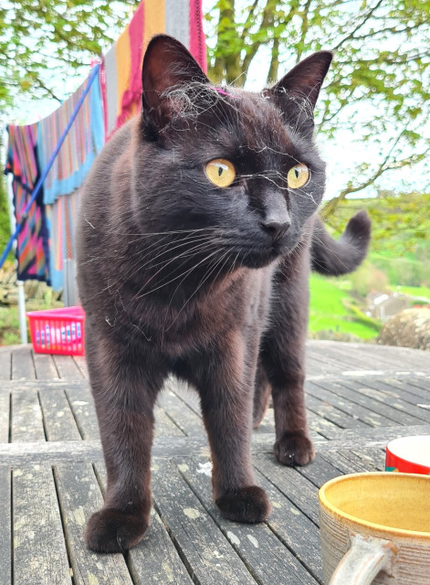 A black cat standing on a wooden patio table. His face is covered in cobwebs and bit of fluff. He has a curious look on his face like he's lying about his activities. Behind him, in contrast, there are some colourful woolen blankets on a washing line.
