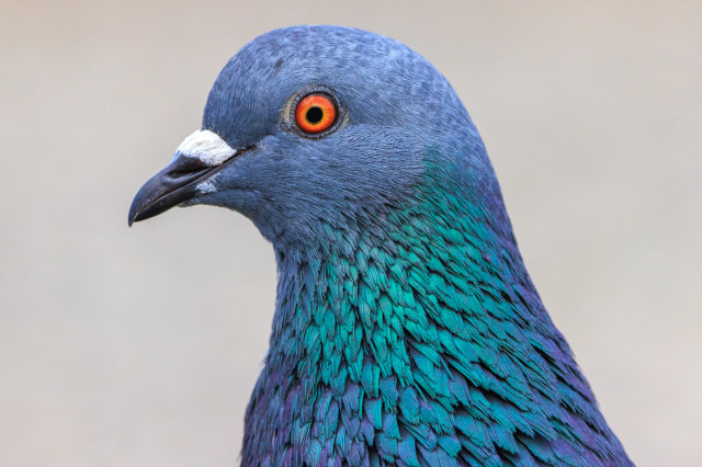 A close-up pigeon portrait, in profile.