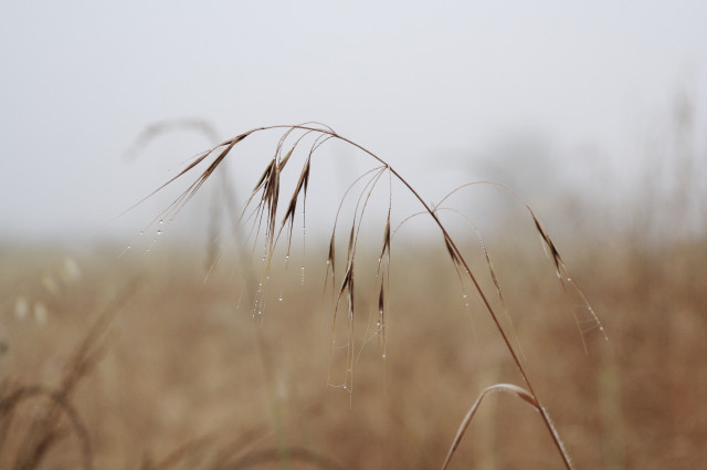 Close-up of dew drops on a stalk of wheat with a soft-focused, misty background.