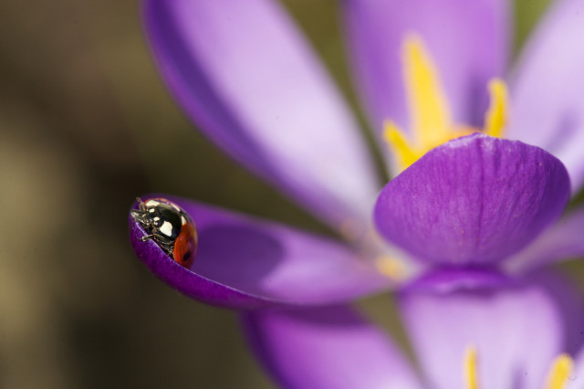 A ladybug on the petal of a purple crocus flower.