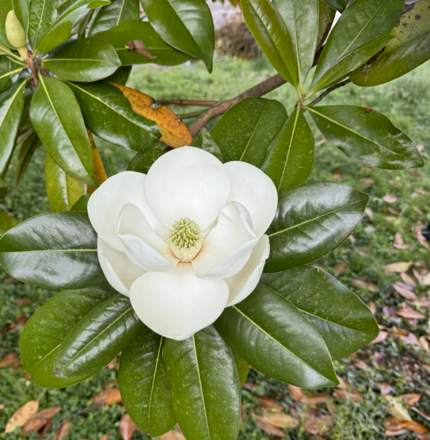 Photo of a magnolia bloom.