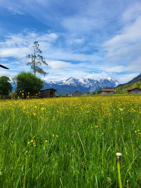 A picturesque scene of a field filled with vibrant yellow flowers, bordered by lush green grass and a row of tall trees. In the distance, a cluster of buildings can be seen against a backdrop of a clear blue sky with fluffy white clouds. The dominant colors in the image are yellow and green, with accents of dark green. The landscape is expansive, with mountains faintly visible in the background. The image evokes a sense of tranquility and natural beauty, capturing the essence of a rural area in full bloom during springtime.