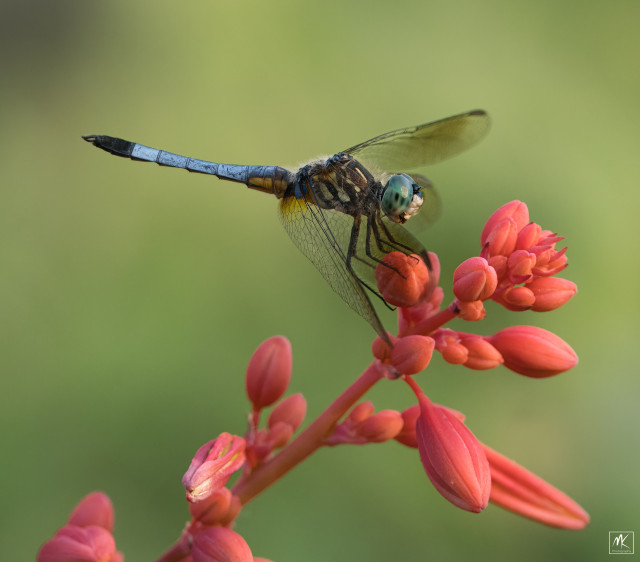 Color photo of a Blue Dasher dragonfly perched on a Red Yucca flower spike. 