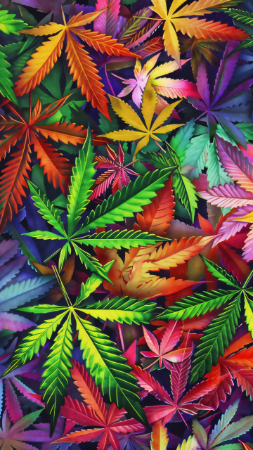 An array of cannabis leaves in an explosion of vivid colors that include every hue of the rainbow—from electric blues and deep purples to fiery reds, bright oranges, and lush greens. Each leaf is detailed, with its characteristic jagged edges prominently displayed. The leaves overlap and intermingle, creating a lush, dense pattern that is both chaotic and harmoniously arranged. The colors transition smoothly from one to another, emphasizing the dynamic and vibrant nature of the composition. This artistic portrayal of cannabis leaves uses color to celebrate the beauty and diversity of the plant in a way that is both visually striking and creatively inspiring.