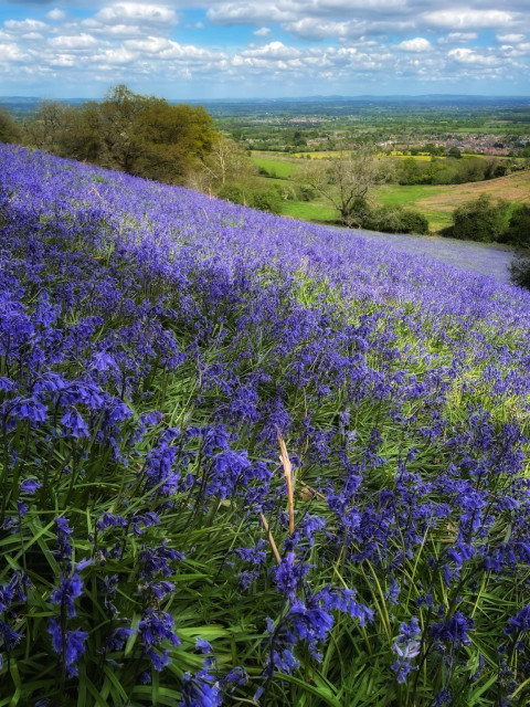 A field thick with bluebells sweeps diwnhill from left to right. In the background, the mosaic of fields that plot and piece the English Midland landscape. Above fluffy clouds float weightless in a blue sky.