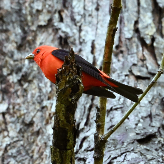 A scarlet tanager perched on a dead branch. The bird is a brilliant red except for its black wings and tail. The background is an out-of-focus gray tree trunk.