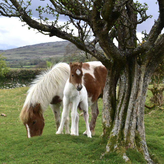 A pony and foal 
