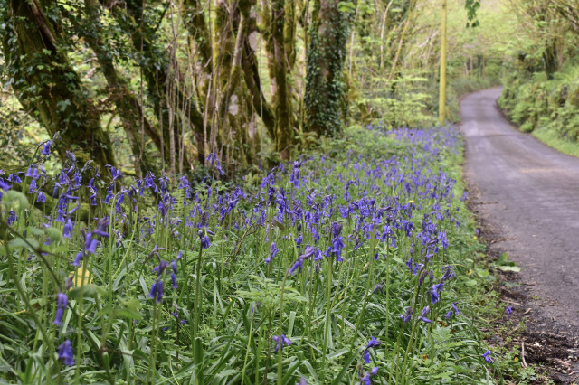 Bluebells by the side of a country lane.